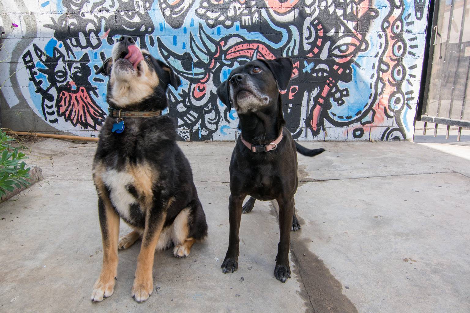 Happy dog during pet sitting